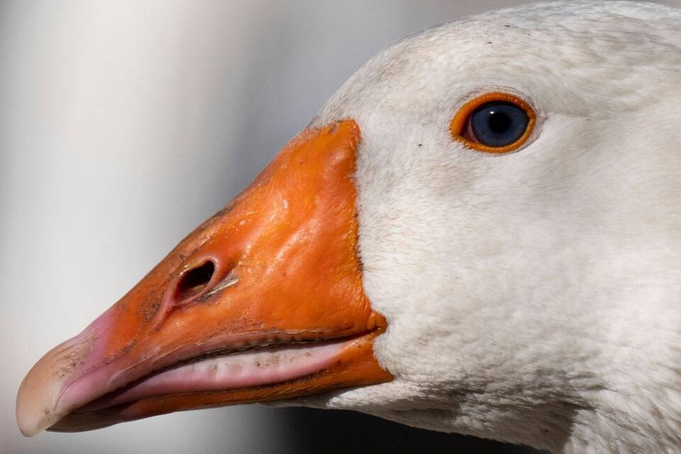 Geflügelzüchter in Angst vor Vogelgrippe Geflügelzüchter in Angst vor Vogelgrippe