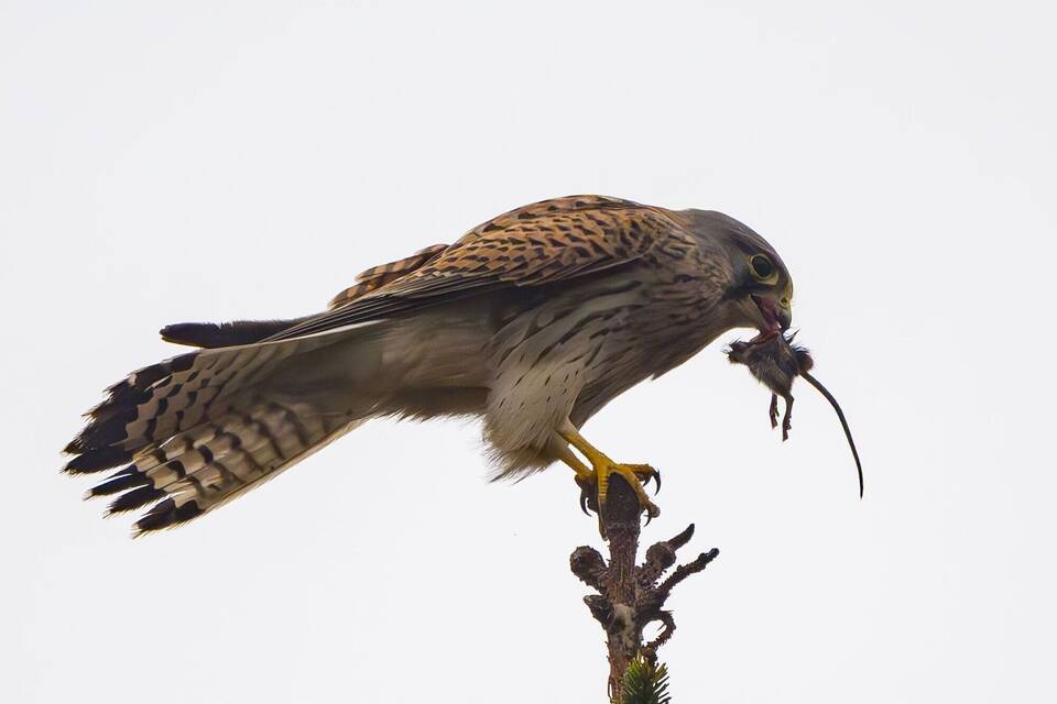 Turmfalke auf Beutejagd Turmfalke auf Beutejagd