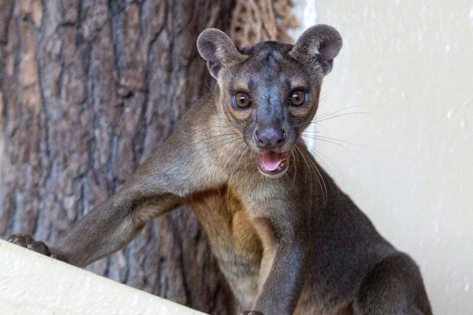 Fossas als neue Tierart im Zoopark Erfurt Fossas als neue Tierart im Zoopark Erfurt