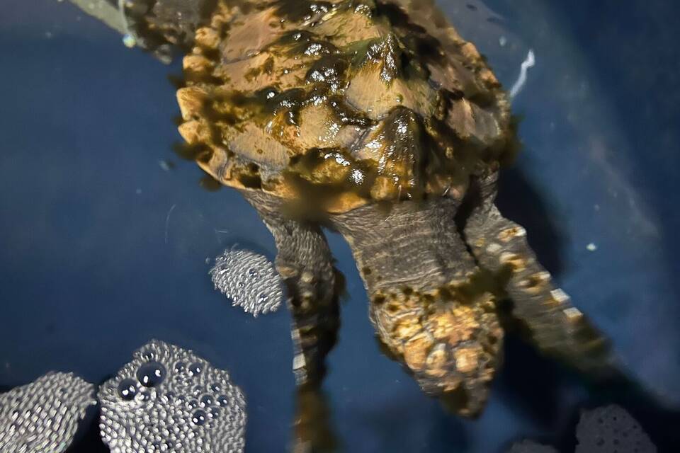 Meeresschildkröte auf Sylt gefunden