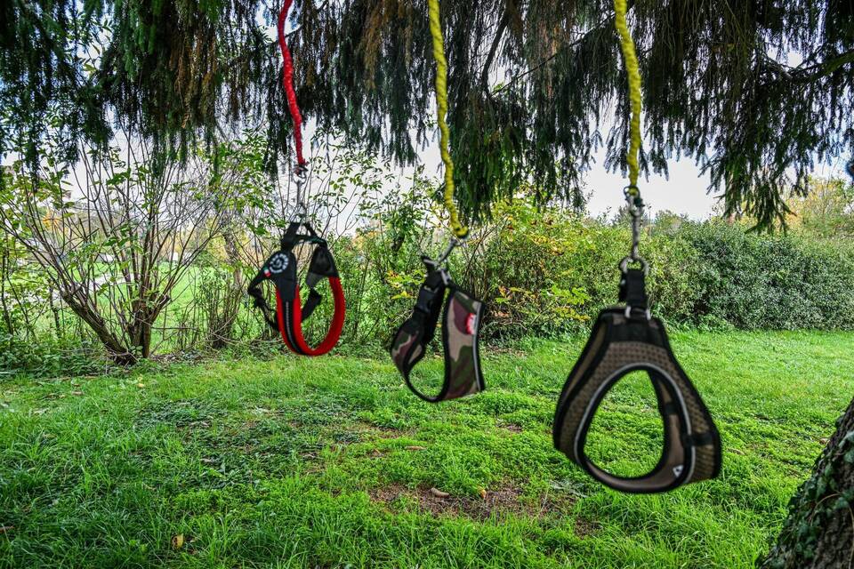 Hobby-Dogging - ein  neuer Trend