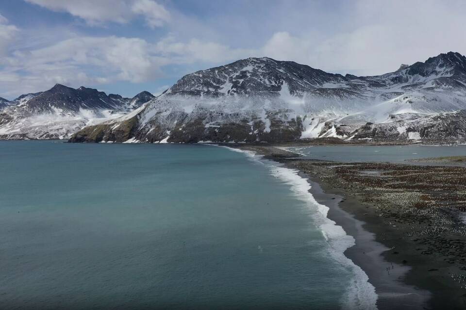 Seeelefanten sterben in Süd-Georgien durch die Vogelgrippe Seeelefanten sterben in Süd-Georgien durch die Vogelgrippe