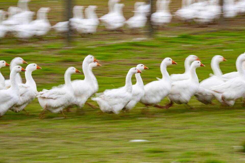 Gänse laufen über eine Wiese Gänse laufen über eine Wiese