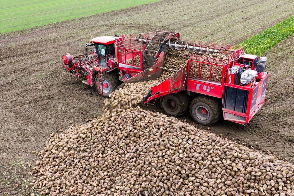 Rübenernte Rübenernte