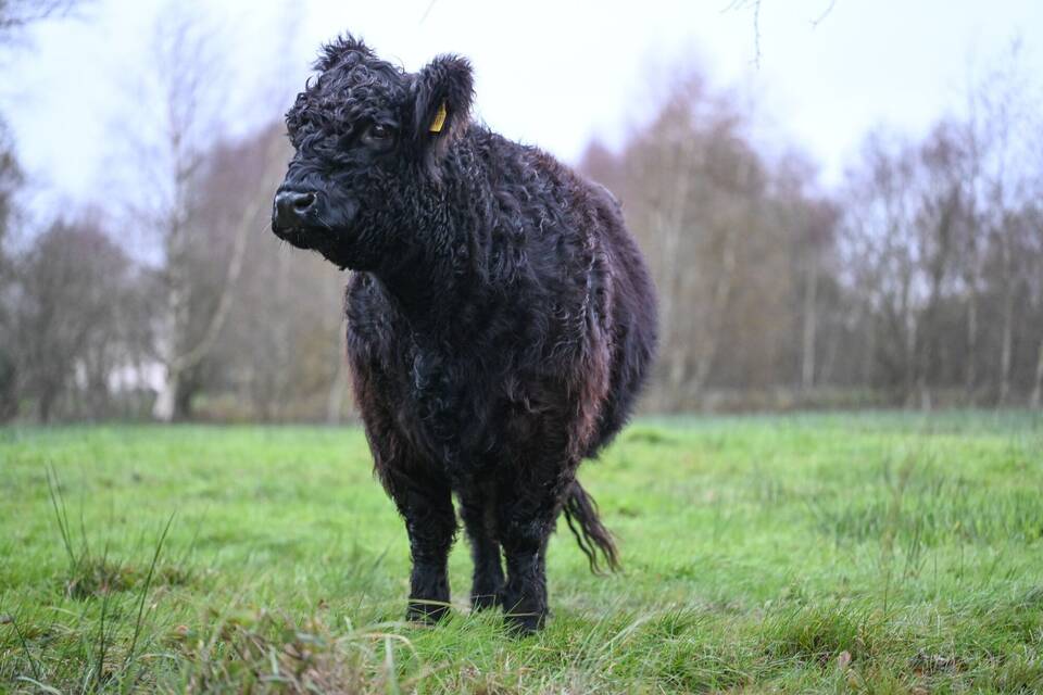 Galloway Rind Galloway Rind