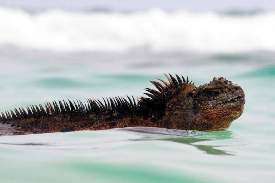 Godzilla-Echse Godzilla-Echse