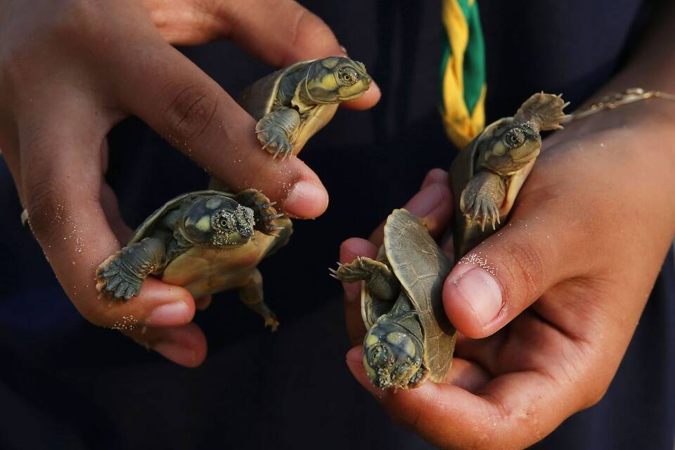 Schildkröten in Brasilien