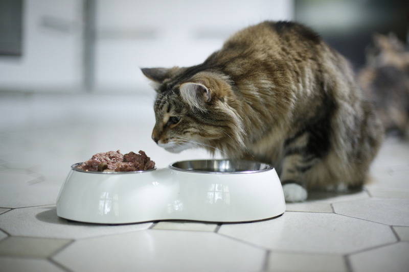 Krankheit Oder Mäkelei Wenn Katzen Nicht Mehr Fressen
