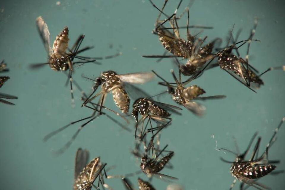 Zika-Gefahr in Brasilien gebannt