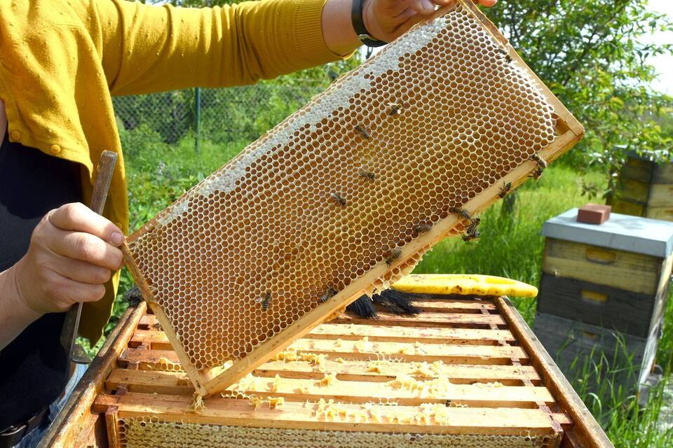 Hobbyimkerin im Süden Leipzigs