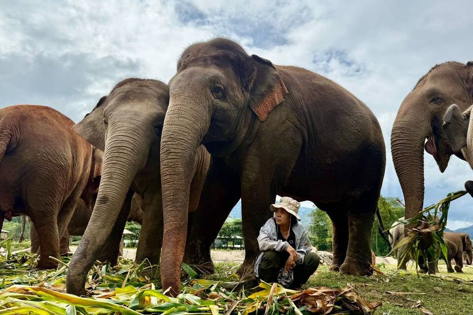 «Elefantenflüsterin» Saengduean «Lek» Chailert
