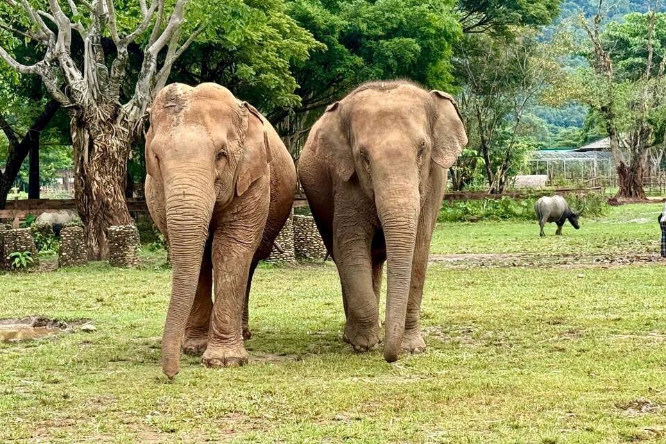 Elefanten im Elephant Nature Park