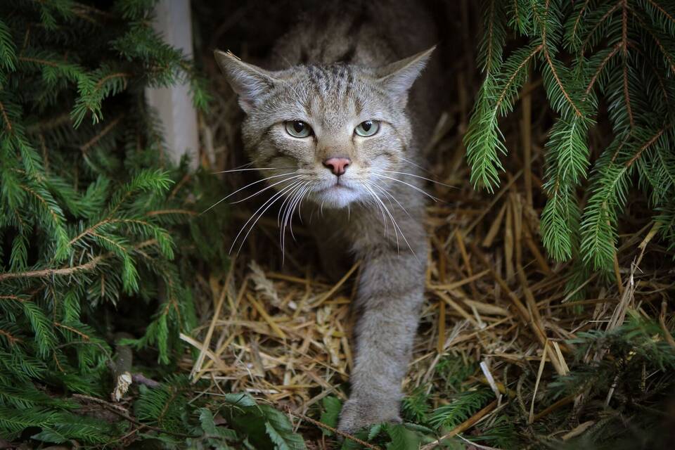Wildkatze