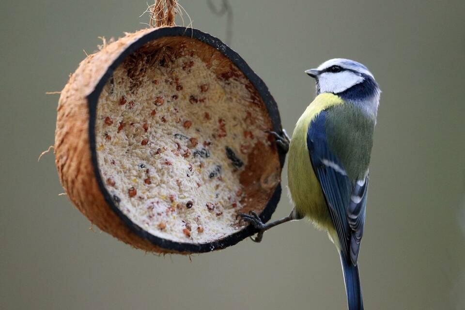 Meisen an einer mit Vogelfutter gefüllten Kokosnuss