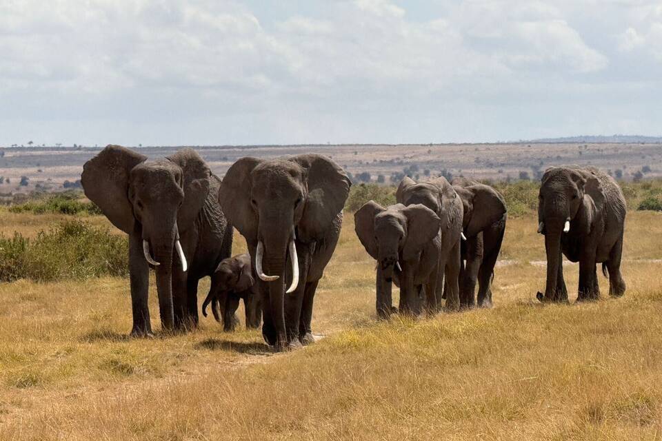 Elefanten im Amboseli-Nationalpark