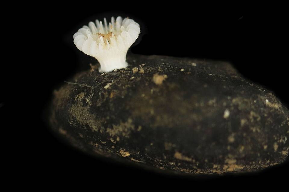 Neue Tiefseekoralle lebt nur auf Manganknollen