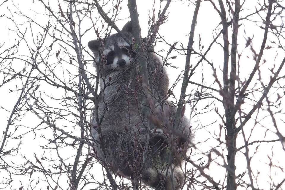 Waschbär im Baum sorgt für Aufsehen