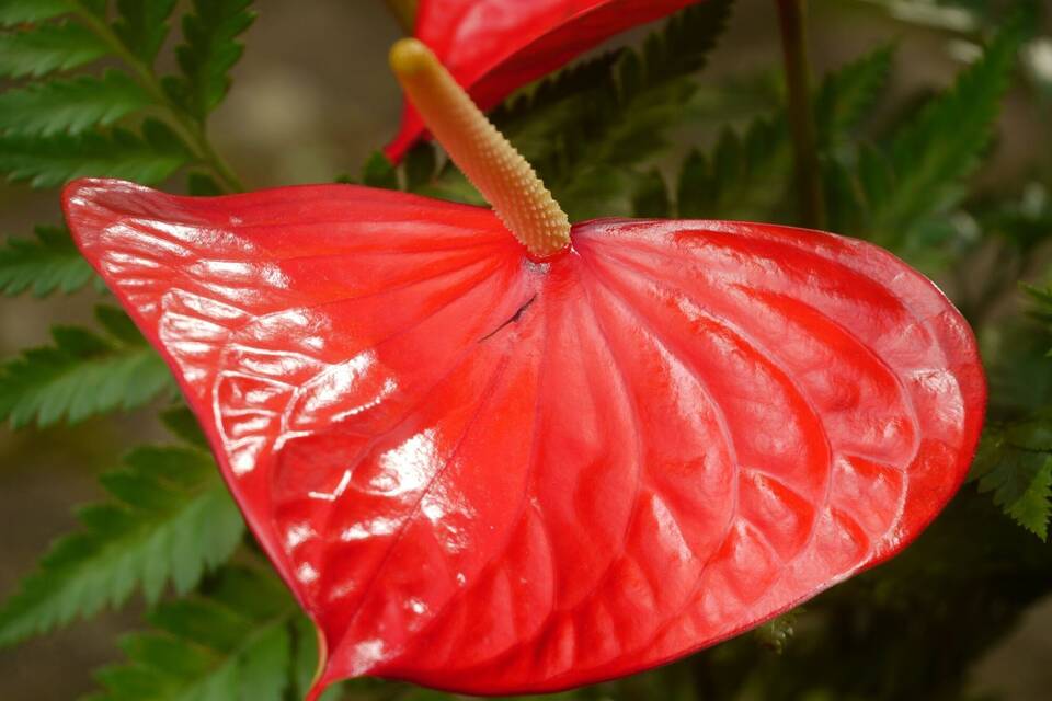Warum Naturfarben so selten Hochglanz haben
