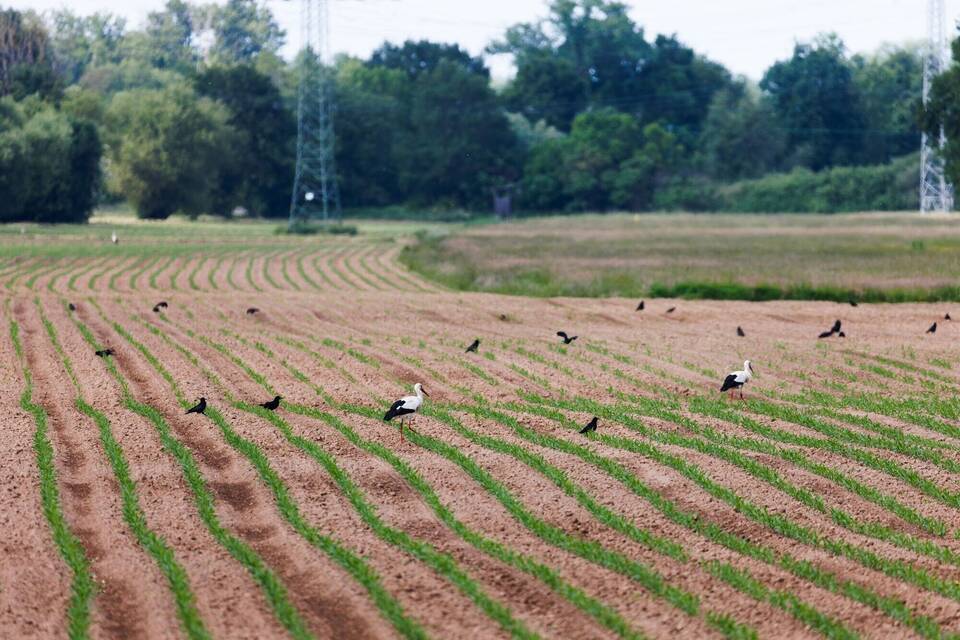 Saatkrähen schädigen Landwirte