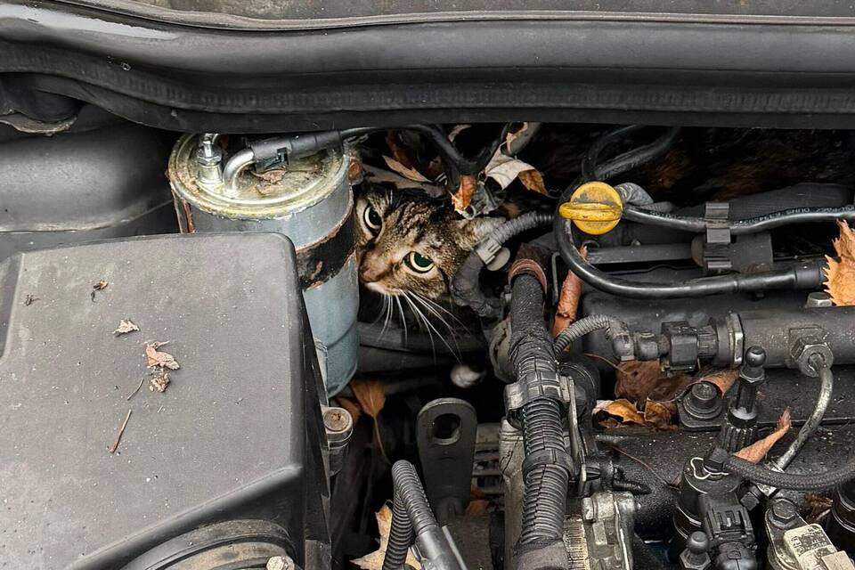 Katze aus Motorraum befreit
