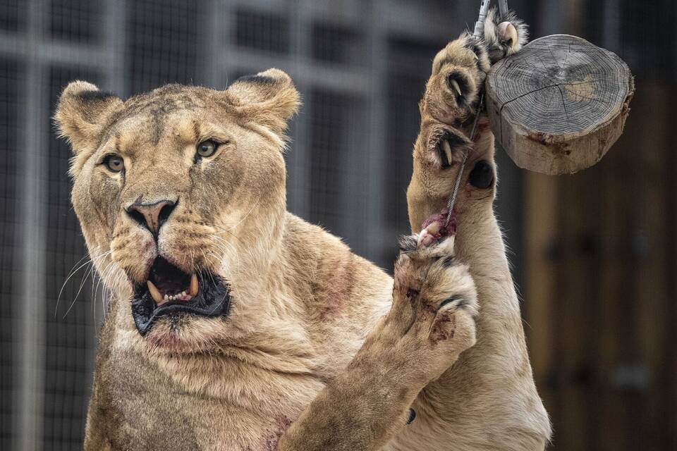 Löwin im Zoo Löwin im Zoo