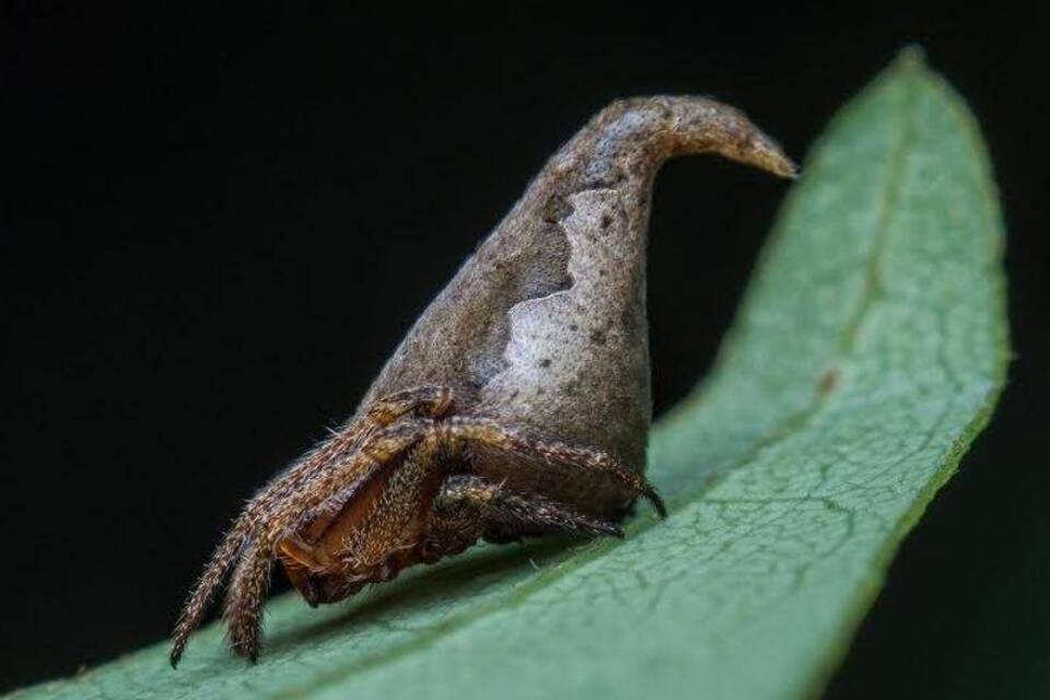 Die schrägsten neuen Arten HarryPotterSpinne und TauchTausendfüßler Wissen RheinNeckar