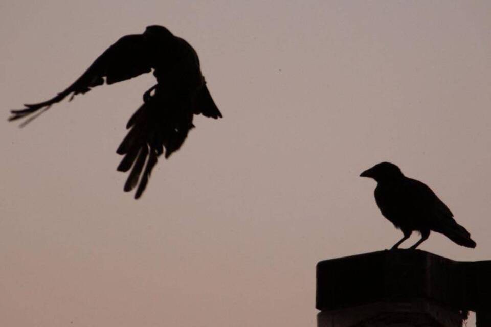Krähen Krähen