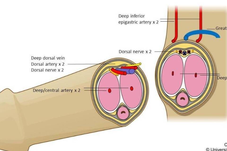 Penis-Transplantation Penis-Transplantation