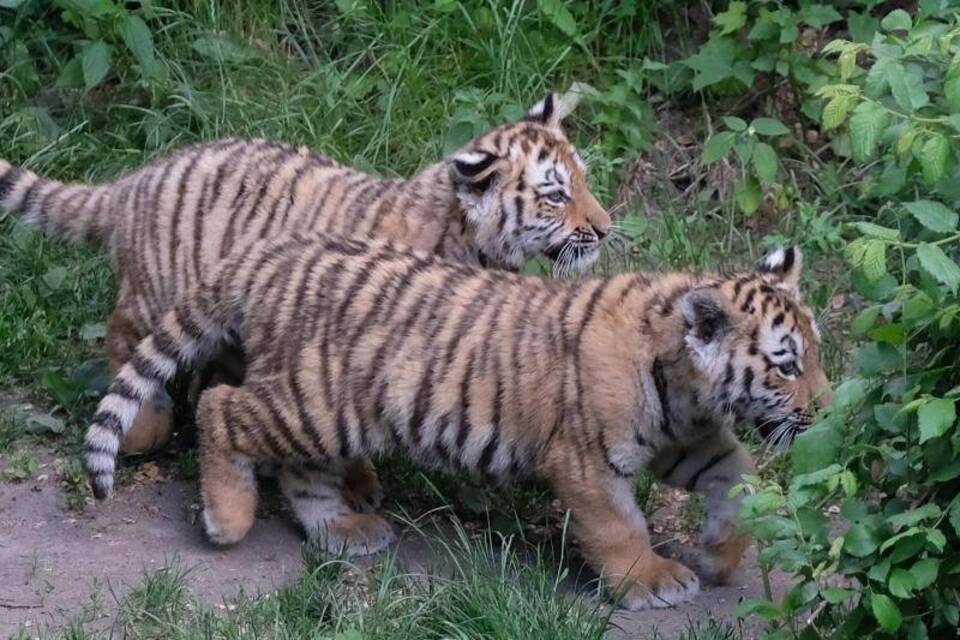 Tiger im Leipziger Zoo getauft