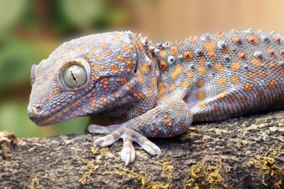 Tokeh Gecko Tokeh Gecko