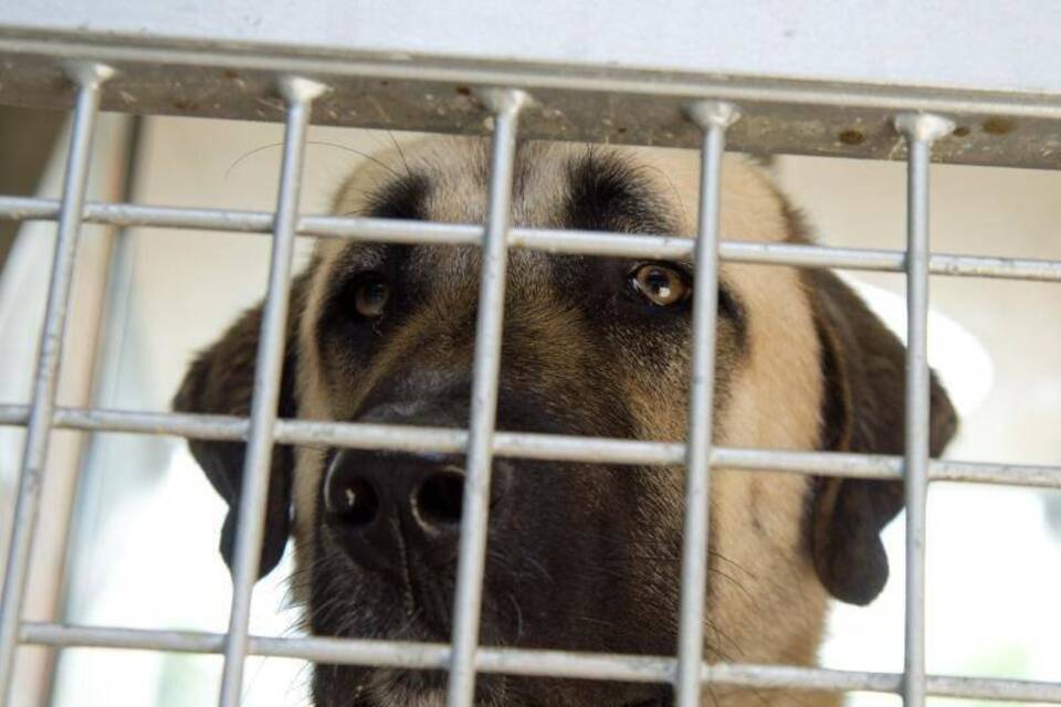 Kangal Kangal