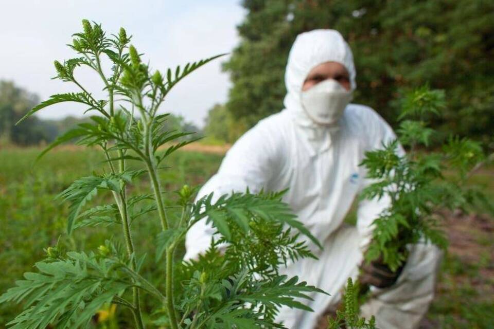 Ambrosiapflanzen werden vernichtet Ambrosiapflanzen werden vernichtet