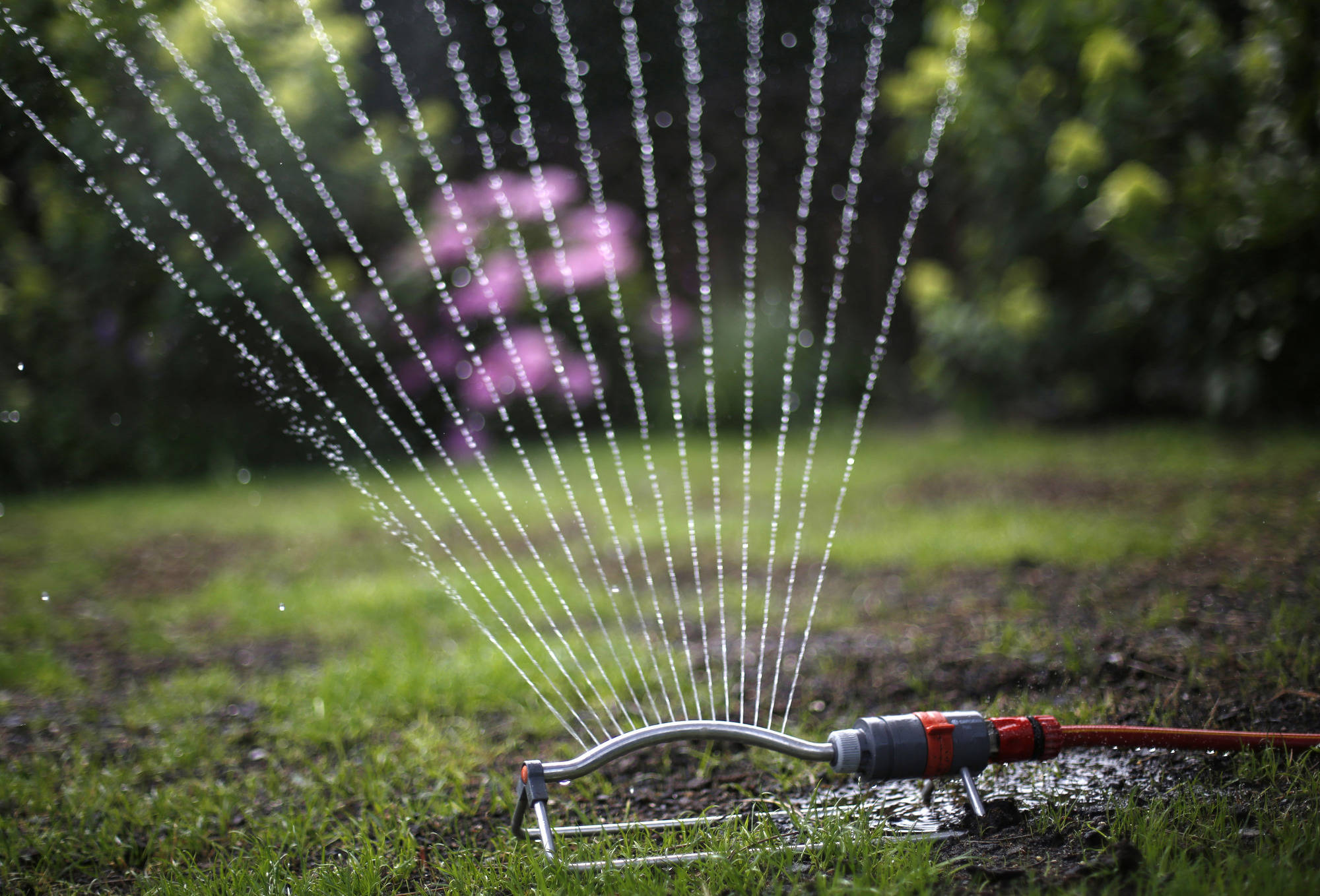 wasser sparen im garten tipps sommer, rasensprengen: wasser sparen - haus & garten - rhein neckar zeitung, Design ideen