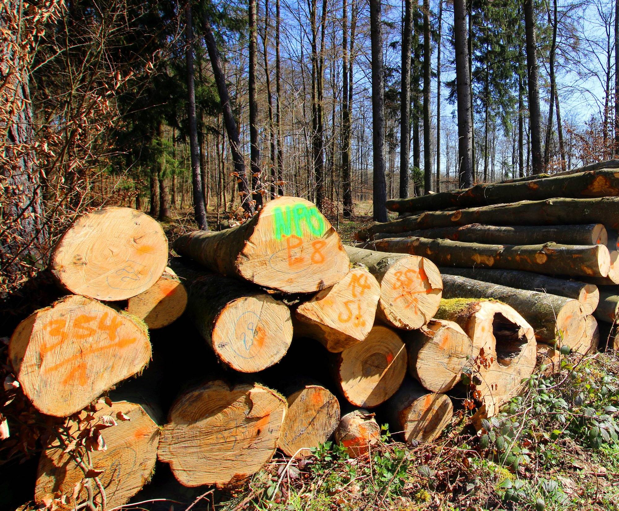 Forstreform im Neckar Odenwald Kreis: Für die Waldbesitzer Hardheimer Wolfsgrubenhütte wird Zug um Zug hergerichtet