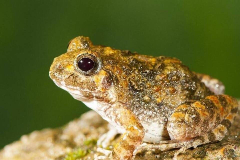Froschart «Fejervarya Manoharani» Froschart «Fejervarya Manoharani»
