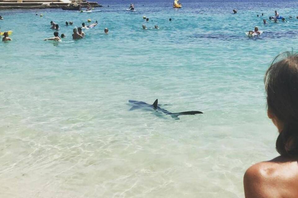 Hai-Alarm auf Mallorca Hai-Alarm auf Mallorca