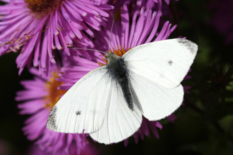 Was fliegt denn da? Schmetterlinge richtig bestimmen Haus & Garten RNZ