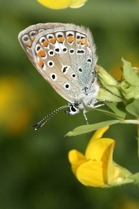 Was Fliegt Denn Da Schmetterlinge Richtig Bestimmen Haus Garten Rnz
