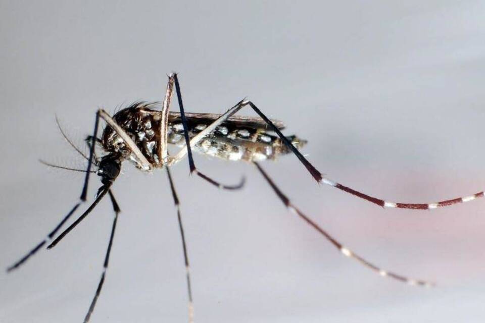 Moskito Aedes aegypti Moskito Aedes aegypti
