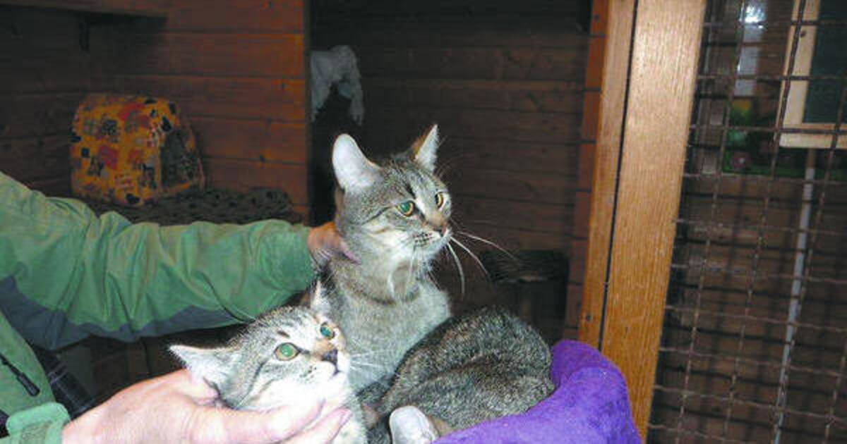 weinheim katzen uber zaun geworfen bergstrasse rnz
