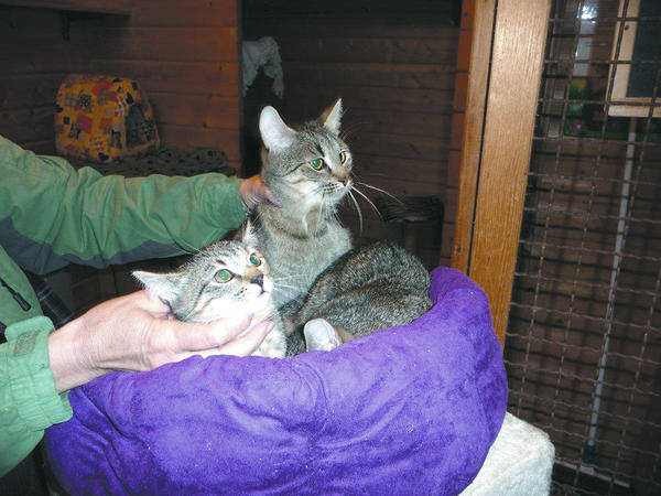 weinheim katzen uber zaun geworfen bergstrasse rnz