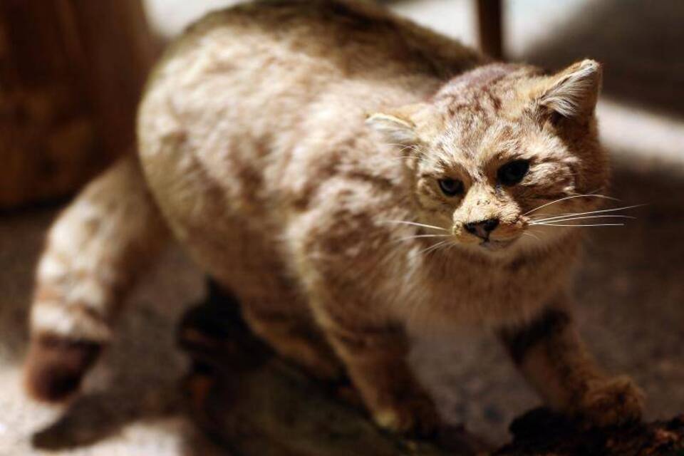 Ausgestopfte Wildkatze Ausgestopfte Wildkatze