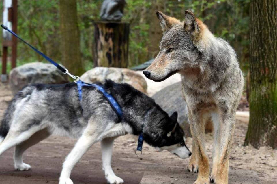 Wolf und Hund