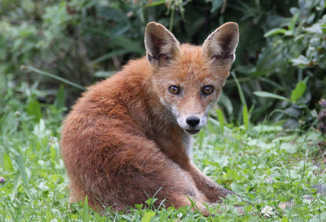 Buchen: Junger Fuchs im Garten - Buchen - RNZ