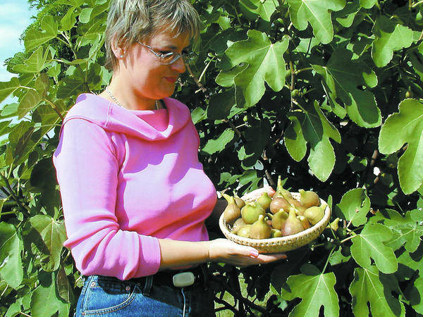 Die Feigenernte In Kraichgau Und Pfalz Lauft Auf Hochtouren