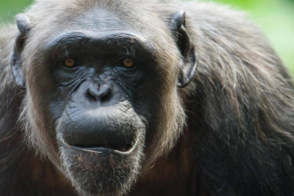 Schimpanse Zoo Berlin