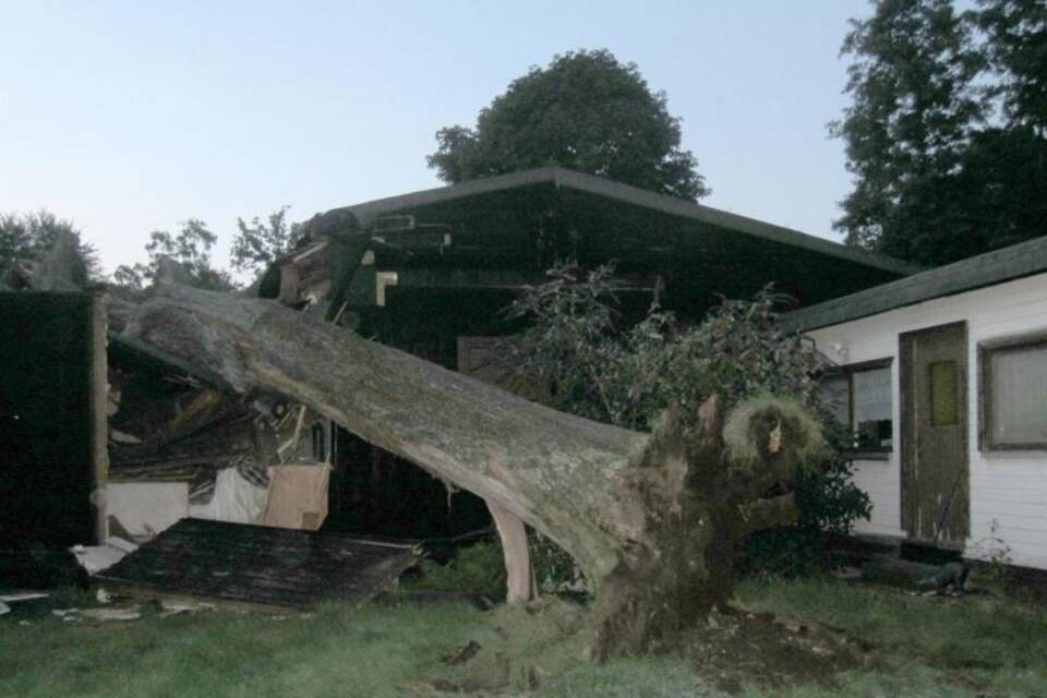 Baum stürzt in  Haus