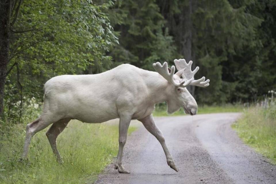 Weißer Elch in Schweden Weißer Elch in Schweden