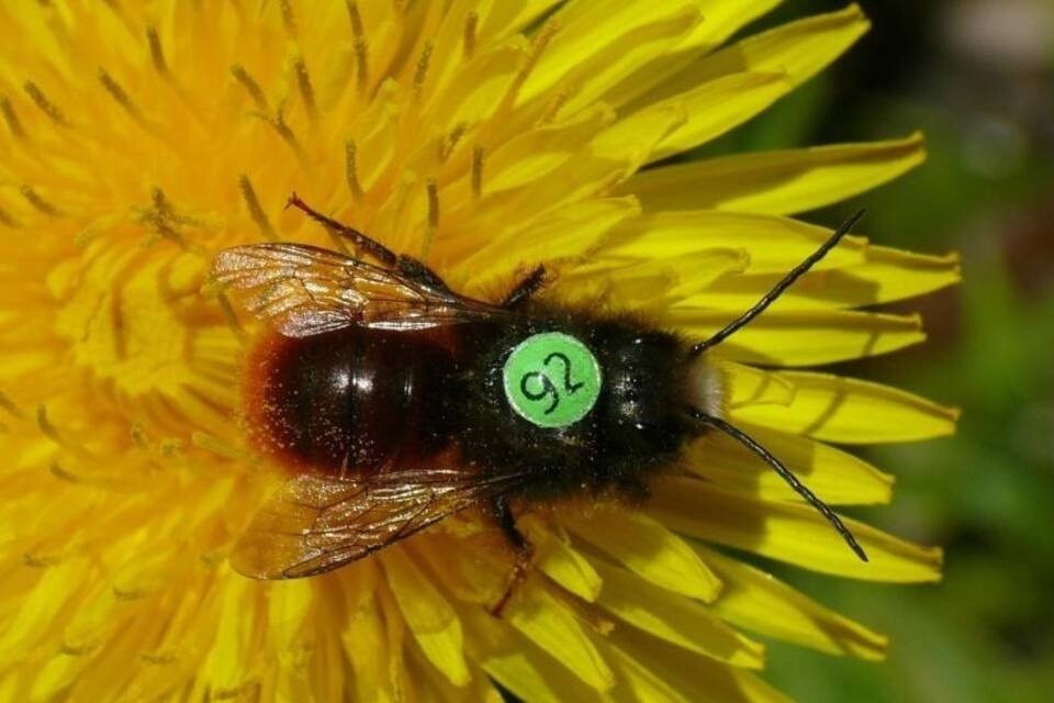 Biene mit Rückennummer