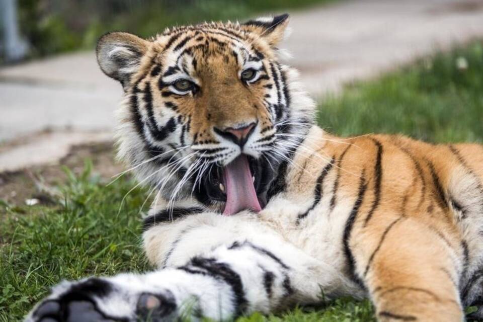 Tiger Elsa